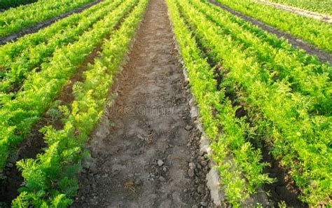 Las Plantaciones De La Zanahoria Crecen En El Campo Agricultura Veh