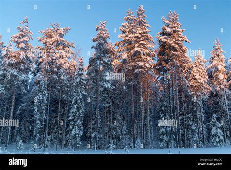 Pine tree line in winter with snow Stock Photo - Alamy