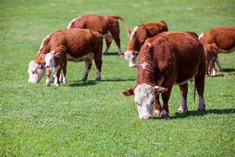 Beef Cattle Pictures Images And Stock Photos Istock