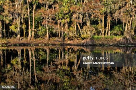 603 Florida Cypress Swamp Stock Photos High Res Pictures And Images