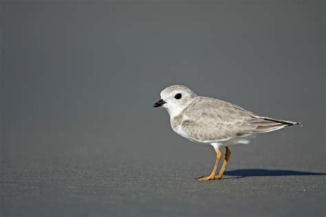 Piping Plover The Audubon Birds And Climate Change Report