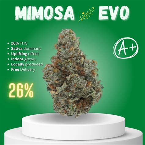 Mimosa Evo Prikpot