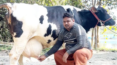 পানির দামে দুধের গাভী এখানে।সবচেয়ে কমদামে বাচ্চাসহ দুধের ও