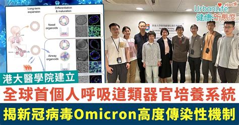 【omicron傳染】港大創首個呼吸道系統 揭變異株高度傳染機制