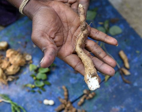 Digging Up Buried Treasures In Bangalamedu