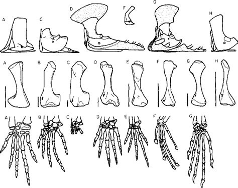 Figure 13 from Classification and phylogeny of the diapsid reptiles | Semantic Scholar