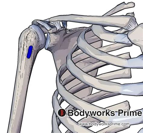 Teres Major Muscle Flashcards Bodyworks Prime