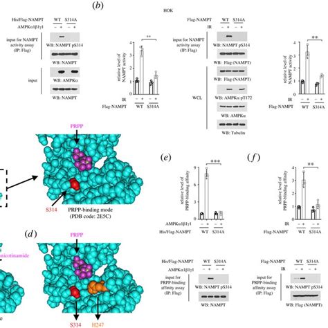 A Schematic Of AMPK Mediated NAMPT Activation Under Ionizing Radiation