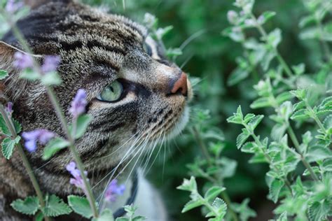 Uprawa Kocimi Tki Odmiany Sadzenie Piel Gnacja Love The Garden