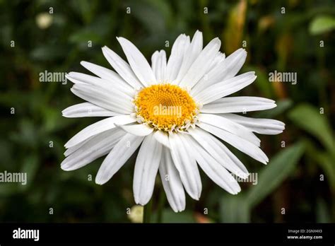 Leucanthemum X Superbum Wirral Supreme A Spring Summer Flowering