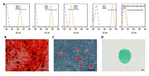 Cultivation And Identification Of Pdlscs A The Immunophenotype