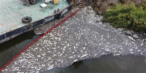 Une Algue Toxique Possible Cause De La Mort Des Poissons