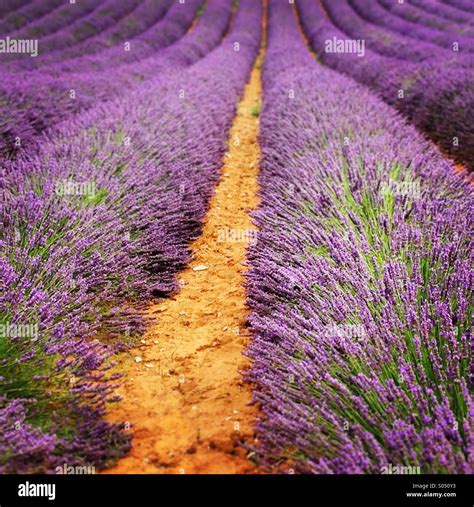 Lavender field, Roussillon, Luberon, Provence-Alpes-Côte-d'Azur, France Stock Photo - Alamy