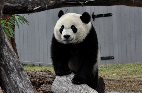 Bei Bei Panda Photograph by Diane Lent