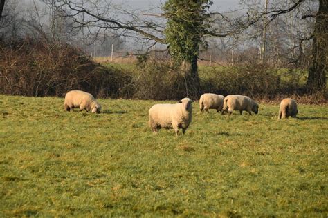 Sheep Grazing © N Chadwick Cc By Sa20 Geograph Britain And Ireland