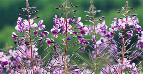 Fireweed Growing And Care Guide The Garden Magazine