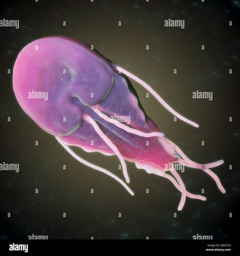 Giardia lamblia is a flagellated protozoan parasite. It colonizes and reproduces in the small ...