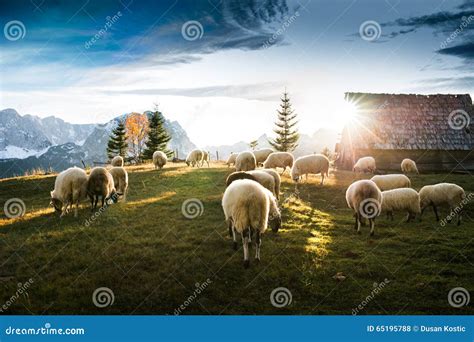 Flock Of Sheep Grazing Stock Photo Image Of Yellow Mountain