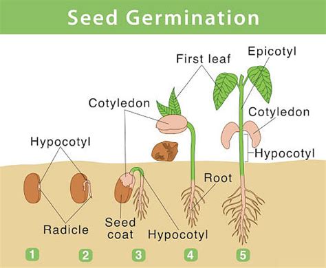 Seed Parts Formation Germination And Advantages