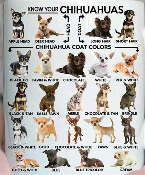 88+ Chihuahua Types Chart - l2sanpiero