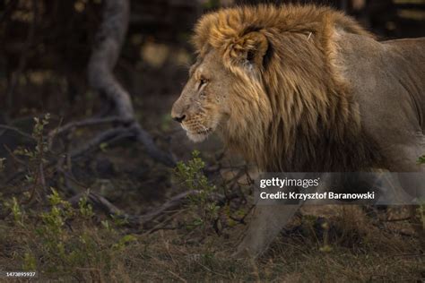 Pride Of Lions Resting In The Shade Okavango Delta Botswana High Res