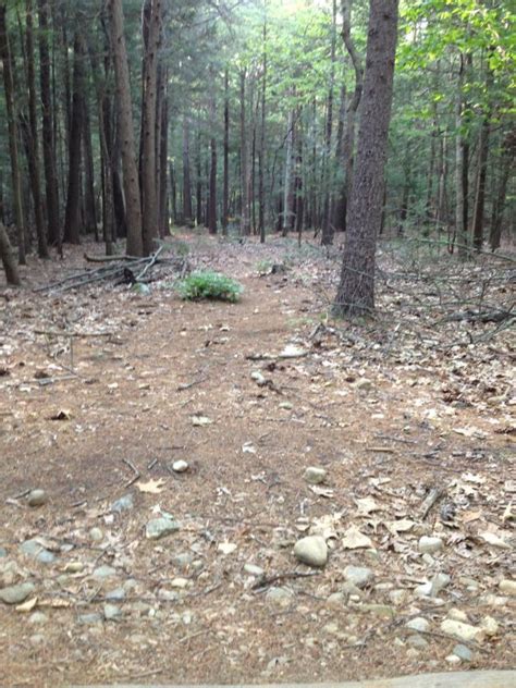 Camp Shepard Disc Golf Course Review
