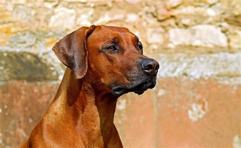 Le Rhodesian Ridgeback Caract Re Origine Conseils D Levage Sant