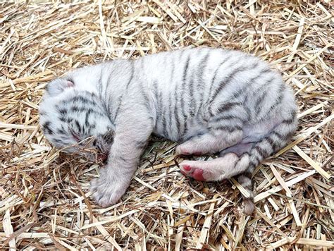 9年ぶりにホワイトタイガーの赤ちゃん 東武動物公園で誕生 一般公開は決まり次第発表 あす14日から一般公開を前に飼育しているバックスペースの