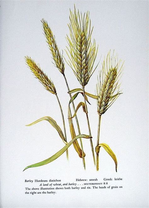 Barley Botanical Drawings Botanical Prints Botanical Illustration