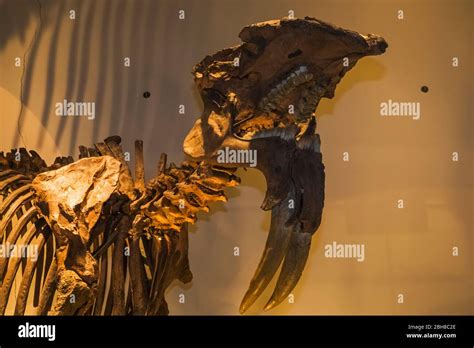 Exhibit Of Deinotherium Dinosaur Skull Hi Res Stock Photography And