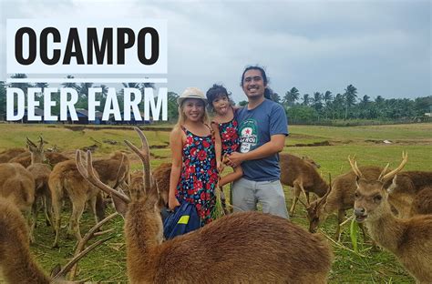 Bicol Deer Farm In Ocampo Love Eat Wander