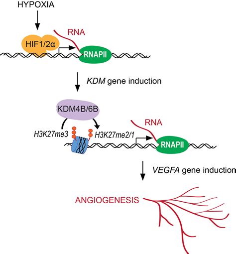 Hypoxia Mediated Regulation Of Histone Demethylases Affects