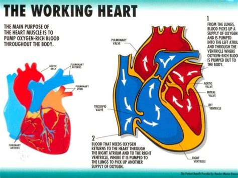 Structure And Function Of The Heart