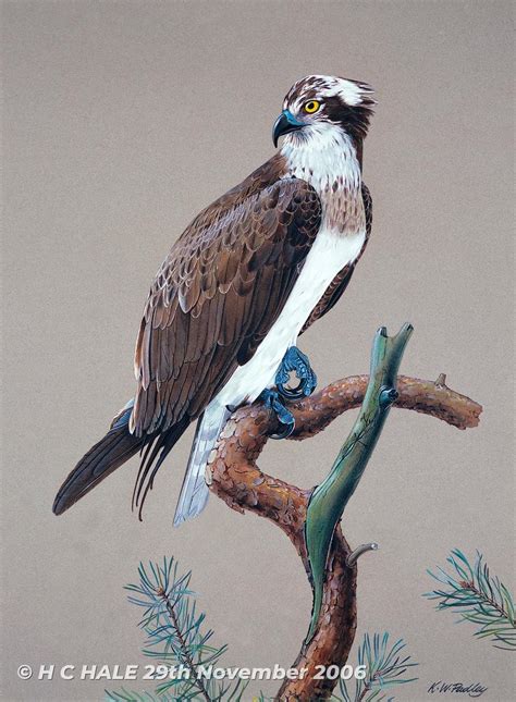 Osprey With Coniferous Foliage Kenneth Padley Art