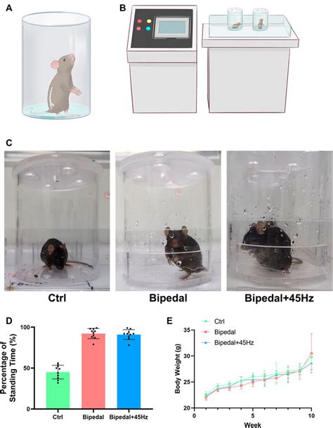 Frontiers Long Term Whole Body Vibration Induces Degeneration Of