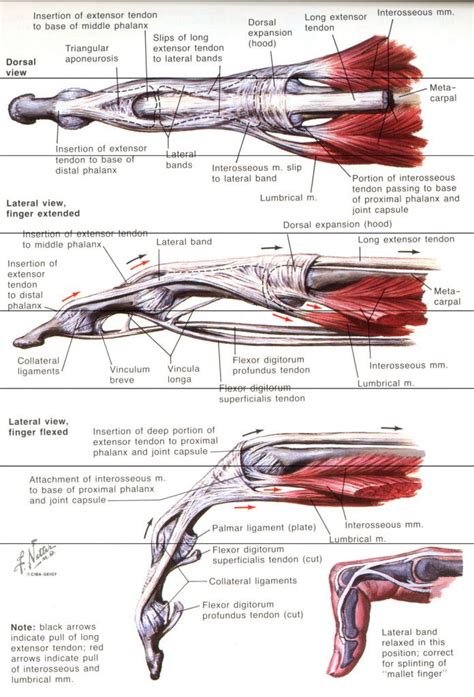 Finger tendon anatomy in detail - www.anatomynote.com | Hand therapy, Medical anatomy, Muscle ...