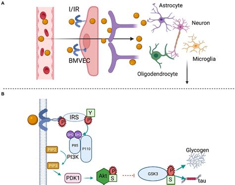 Brain Insulin Transport And Signaling A Circulating Insulin I