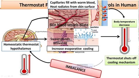 Thermostat Function And Feedback Controls In Human Chapter By