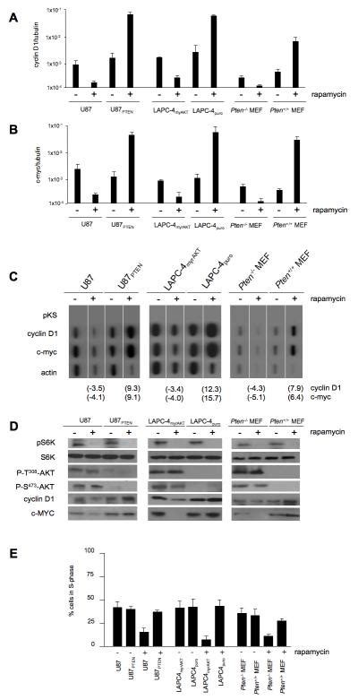 Ap 1 Regulates Cyclin D1 And C Myc Transcription In An Akt Dependent