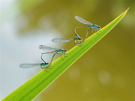 Insecto Dragonfly Pareja Foto Gratis En Pixabay