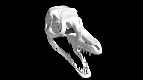 Velociraptor Skull 3d Model Low Poly Ar 3d Model Team 3d Yard
