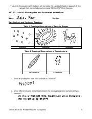 BIO 101 Lab 04 2C Prokaryotes And Eukaryotes Pdf To Submit This