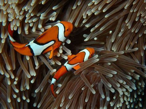 How Scientists Are Restoring Coral At The Great Barrier Reef Here And Now