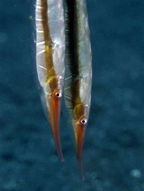 adjdsc razorfish fish pet fish weird  wonderful
