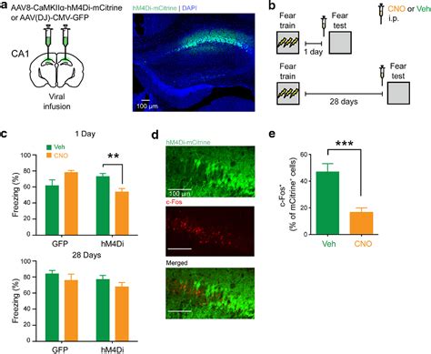 Figure From Elevation Of Hippocampal Neurogenesis Induces A