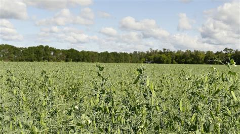 De Plus En Plus Dagriculteurs Manitobains Adoptent Lagriculture