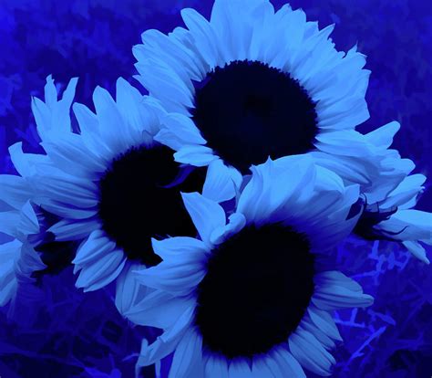 Simply Blue Sunflower Bouquet Photograph By Aimee L Maher Alm Gallery Fine Art America