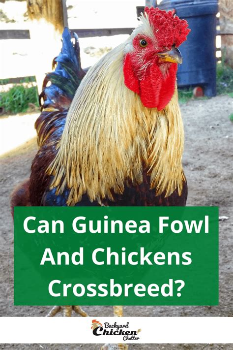 Can Guinea Fowl And Chickens Crossbreed