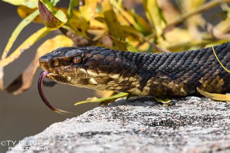 Here's a cottonmouth water moccasin I photographed along a creek in SE ...