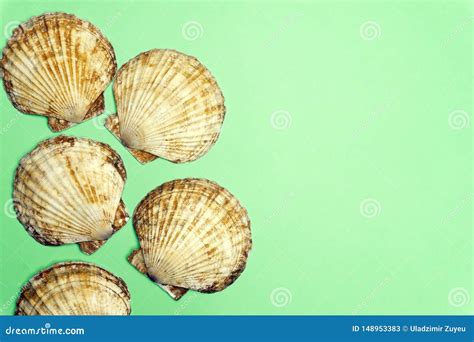 Ocean Shell Seashell Isolated On Colored Background Shell Texture